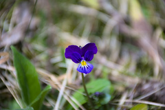 Viola lutea lutea