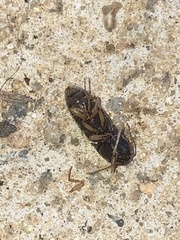 Heteroderes amplicollis