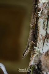 Anolis mariarum