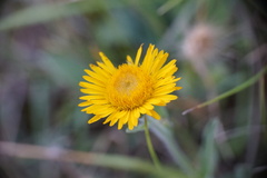 Pentanema montanum
