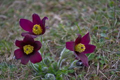 Pulsatilla rubra