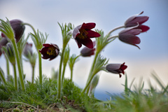 Pulsatilla rubra