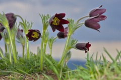 Pulsatilla rubra