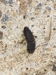 Heteroderes amplicollis