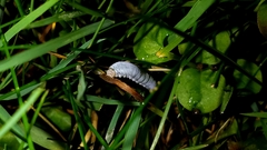 Monostegia abdominalis