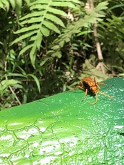 Pompilidae