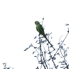 Psittacula krameri krameri