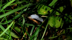 Monostegia abdominalis