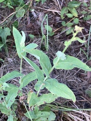 Penstemon laxiflorus