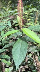 Acalypha communis