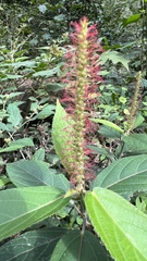 Acalypha communis
