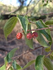 Celtis caudata
