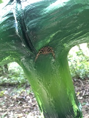Heteropoda venatoria