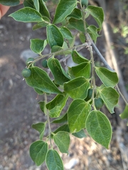 Celtis caudata