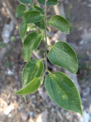 Celtis caudata