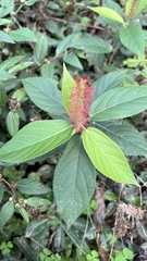 Acalypha communis