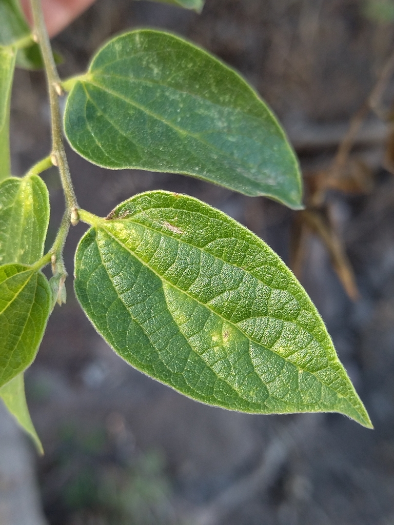 Celtis caudata