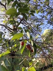 Celtis caudata