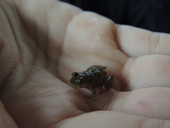 Pseudopaludicola llanera