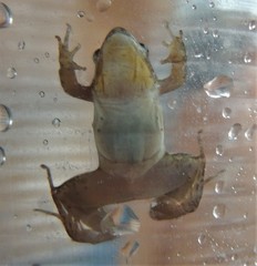 Pseudopaludicola llanera