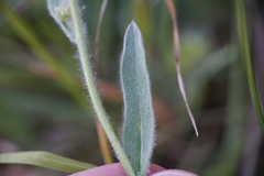Pentanema montanum