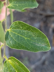 Celtis caudata