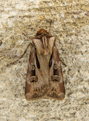 Agrotis vancouverensis