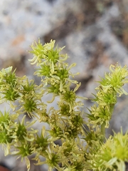 Petrosedum sediforme image