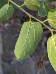 Celtis caudata