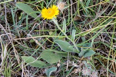Pentanema montanum