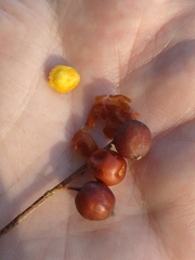 Celtis caudata