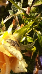 Dolycoris