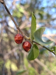 Celtis caudata