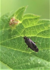 Plagiognathus arbustorum