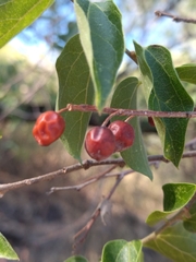 Celtis caudata