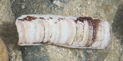 Ensis siliqua