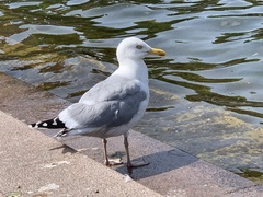 Larus argentatus