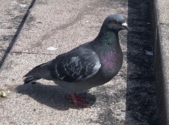 Columba livia domestica