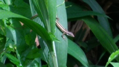 Takydromus formosanus