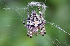 Araneus circe