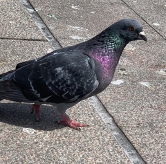 Columba livia domestica