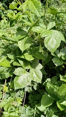 Rubus scissus