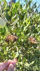 Symphyopappus casarettoi