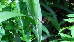 Takydromus formosanus