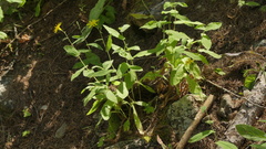 Hieracium prenanthoides