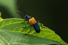 Desmocerus palliatus