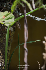 Anolis mariarum