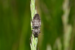 Agrypnus murinus