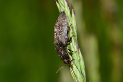 Agrypnus murinus