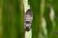 Agrypnus murinus
